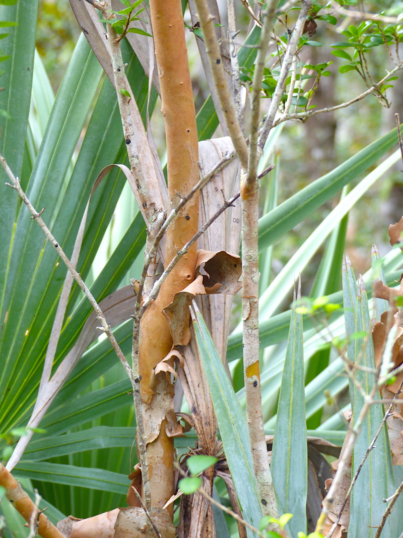myrcianthes fragrans for exfoliating trunk copy