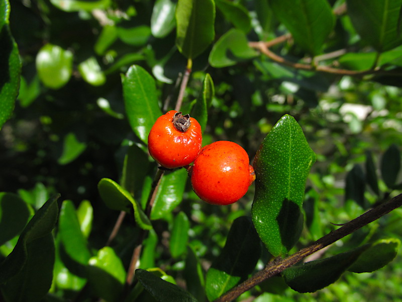 myrcianthes frgarans fruit 2 copy