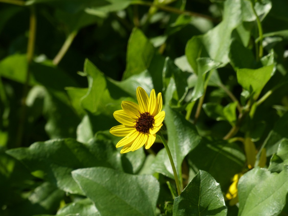 helianthus debilis
