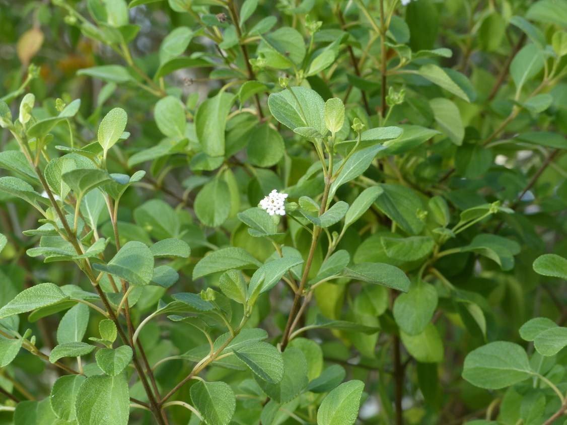 lantana involucrata