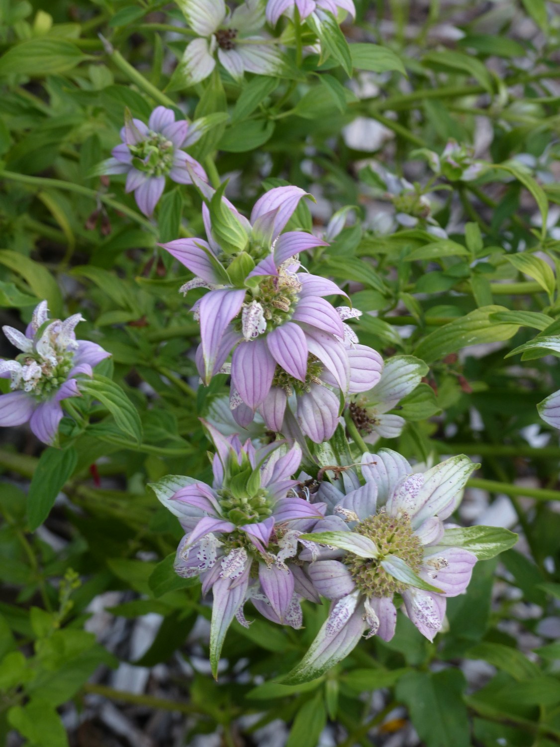 monarda punctata2