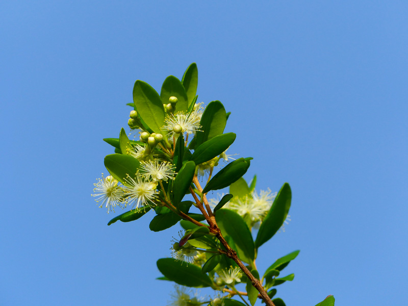 !!myrcianthes-fragrans-flowers