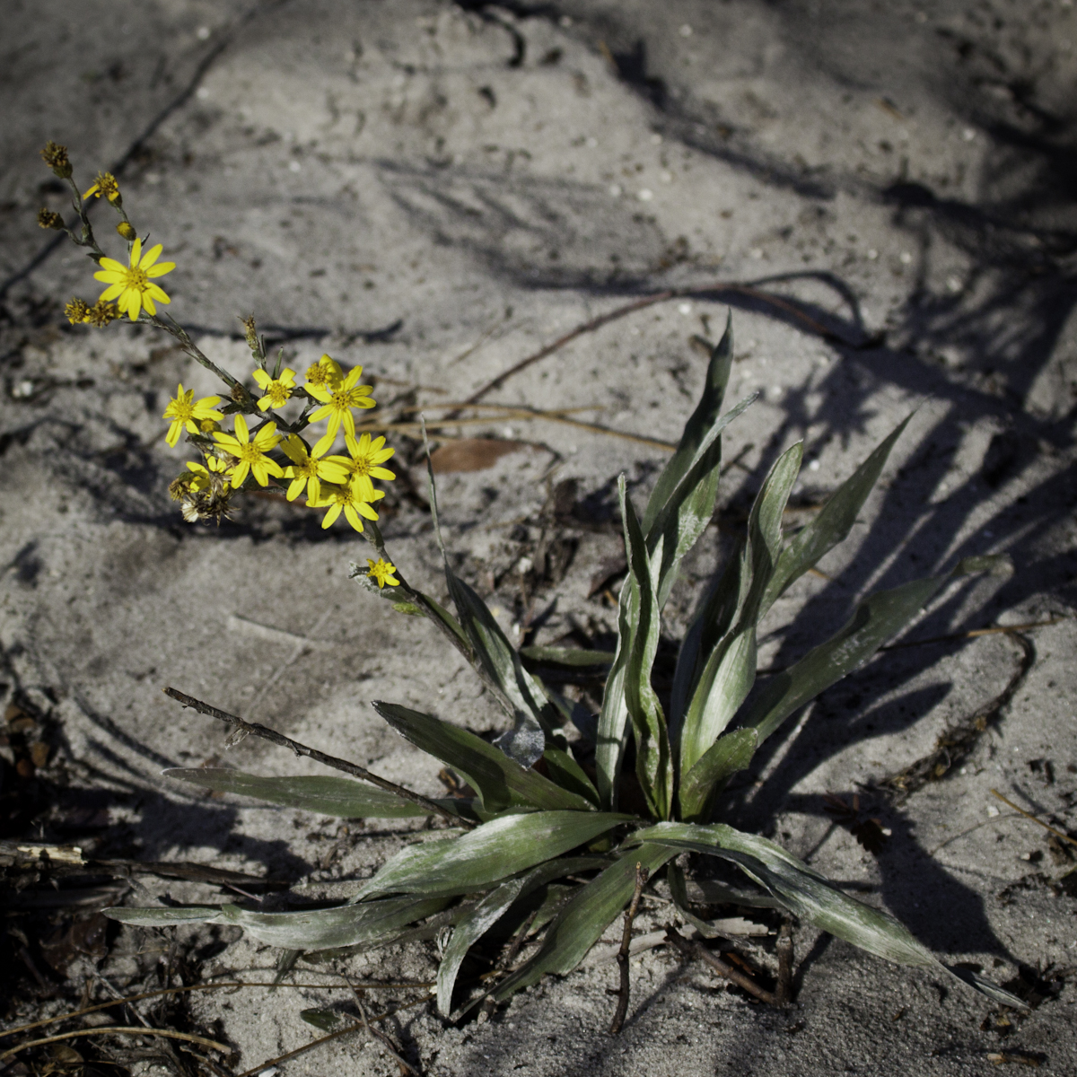 NPS Scrub Walk 1-14-17 (7)