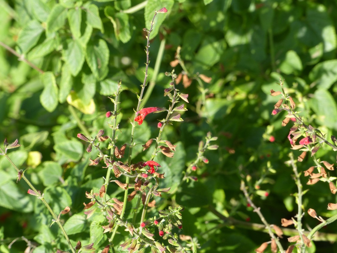 salvia coccinea