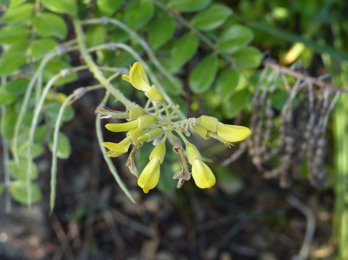 sophora tomentosa