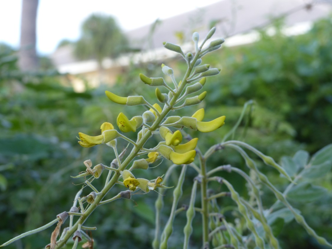 sophora tomentosa4