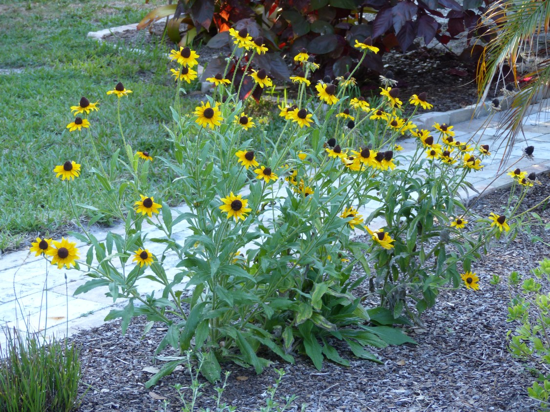 rudbeckia