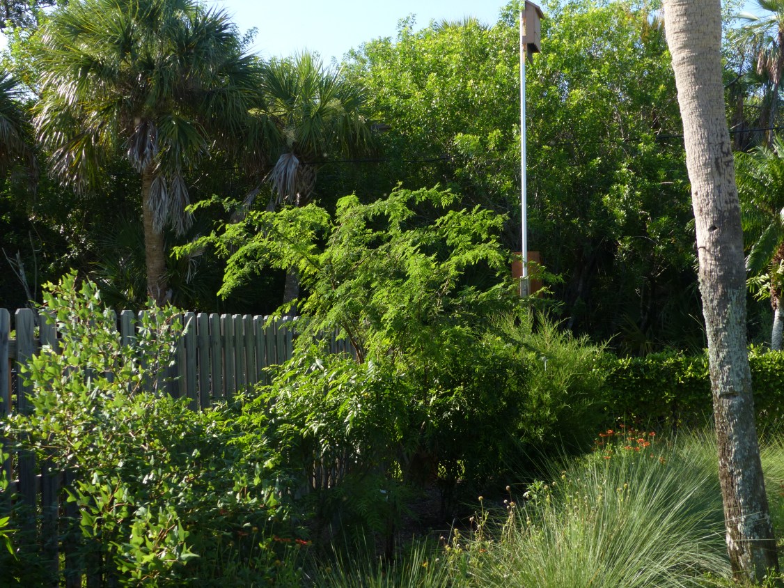 acacia & grasses