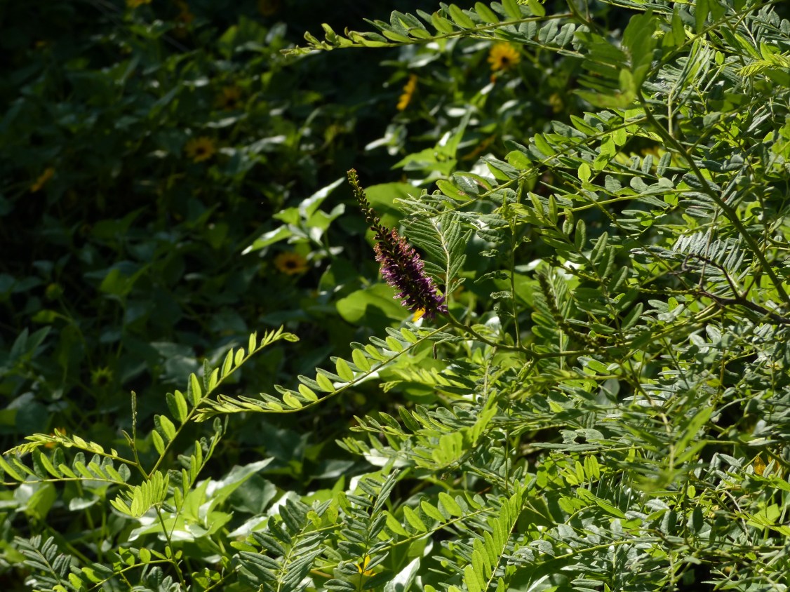 amorpha