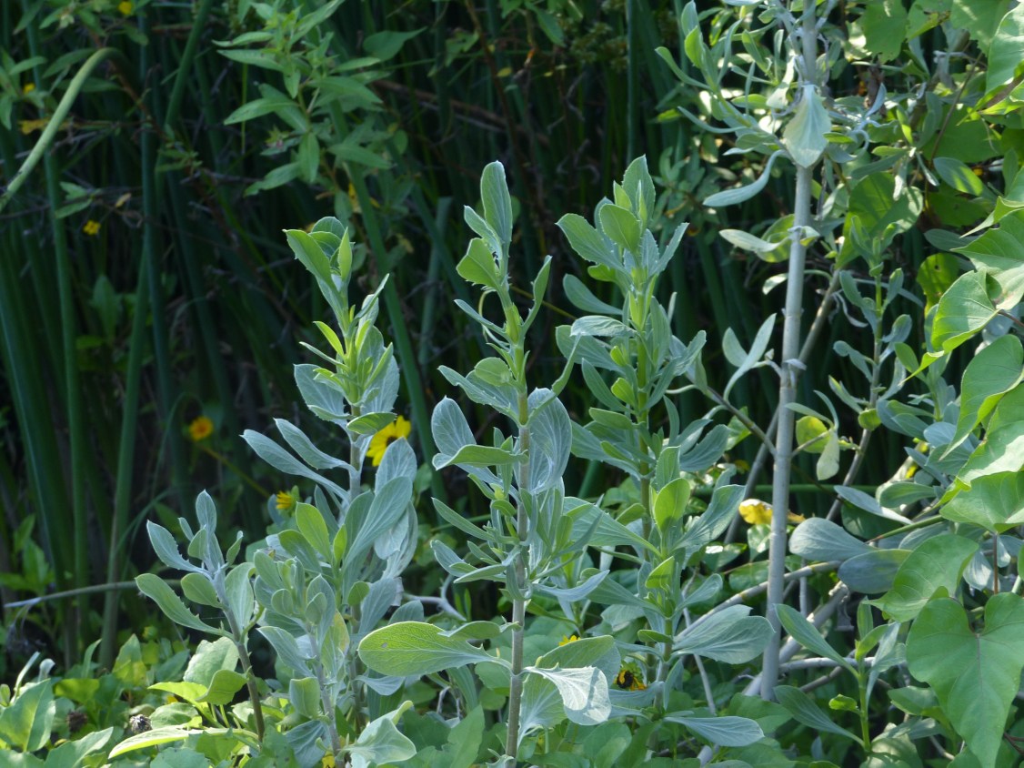 borrichia foliage