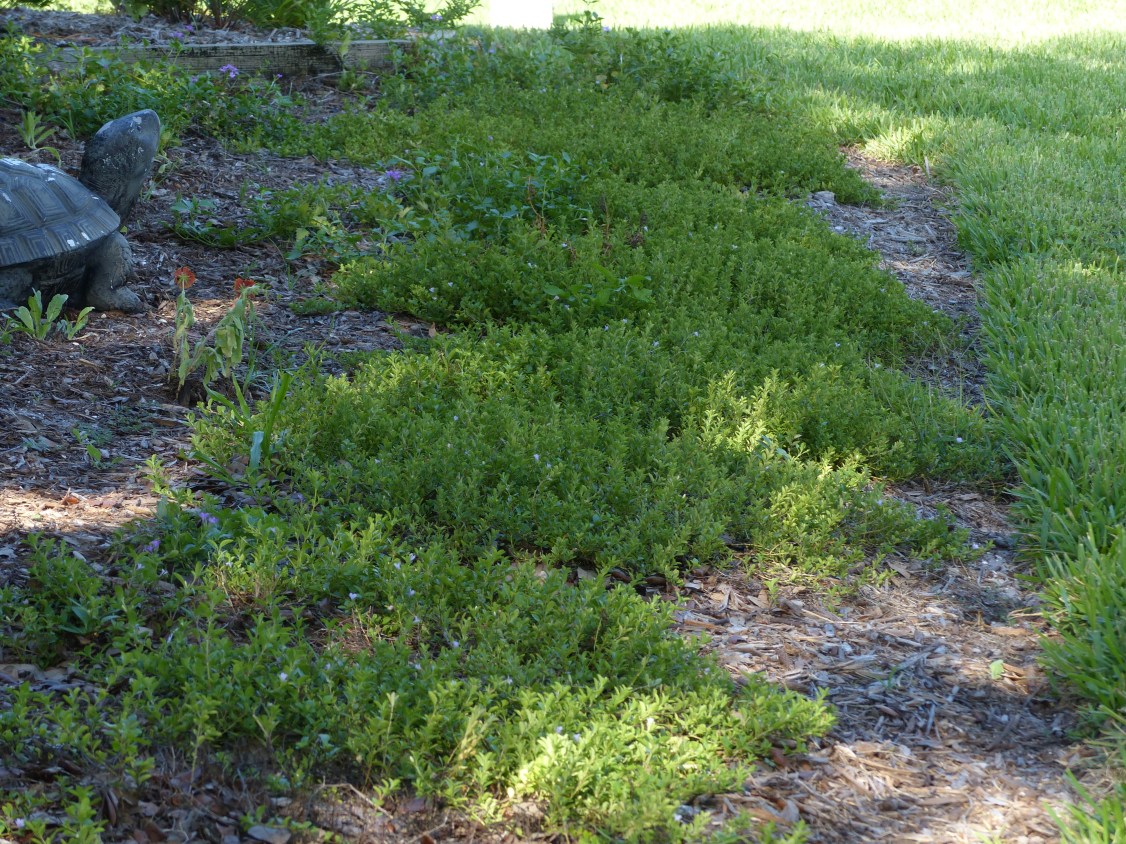 Dyschoriste oblongifolia
