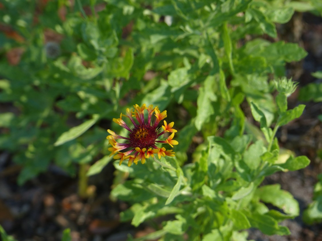 gaillardia ruffly