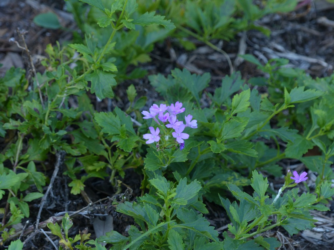 glandularia tampensis