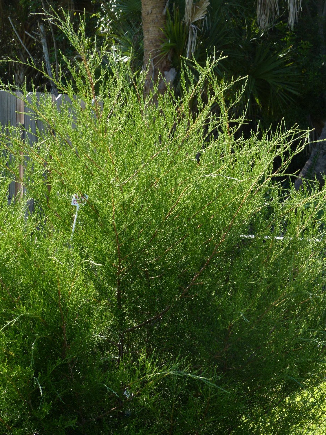 juniperus