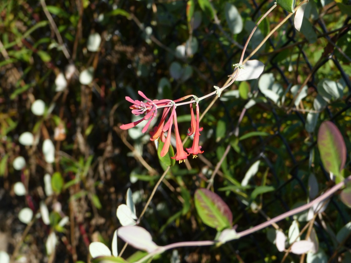 lonicera