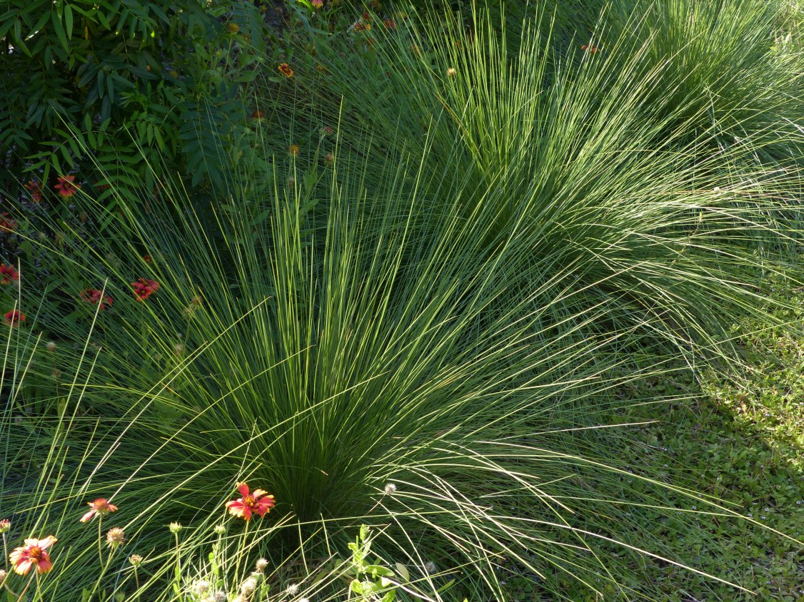 mhuly grass