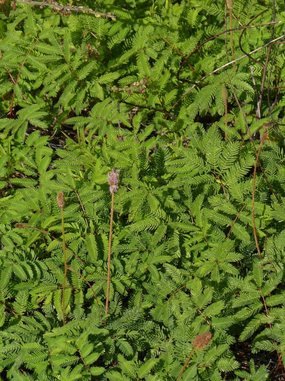 mimosa stigilosa