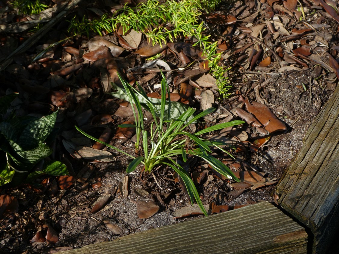 pityopsis