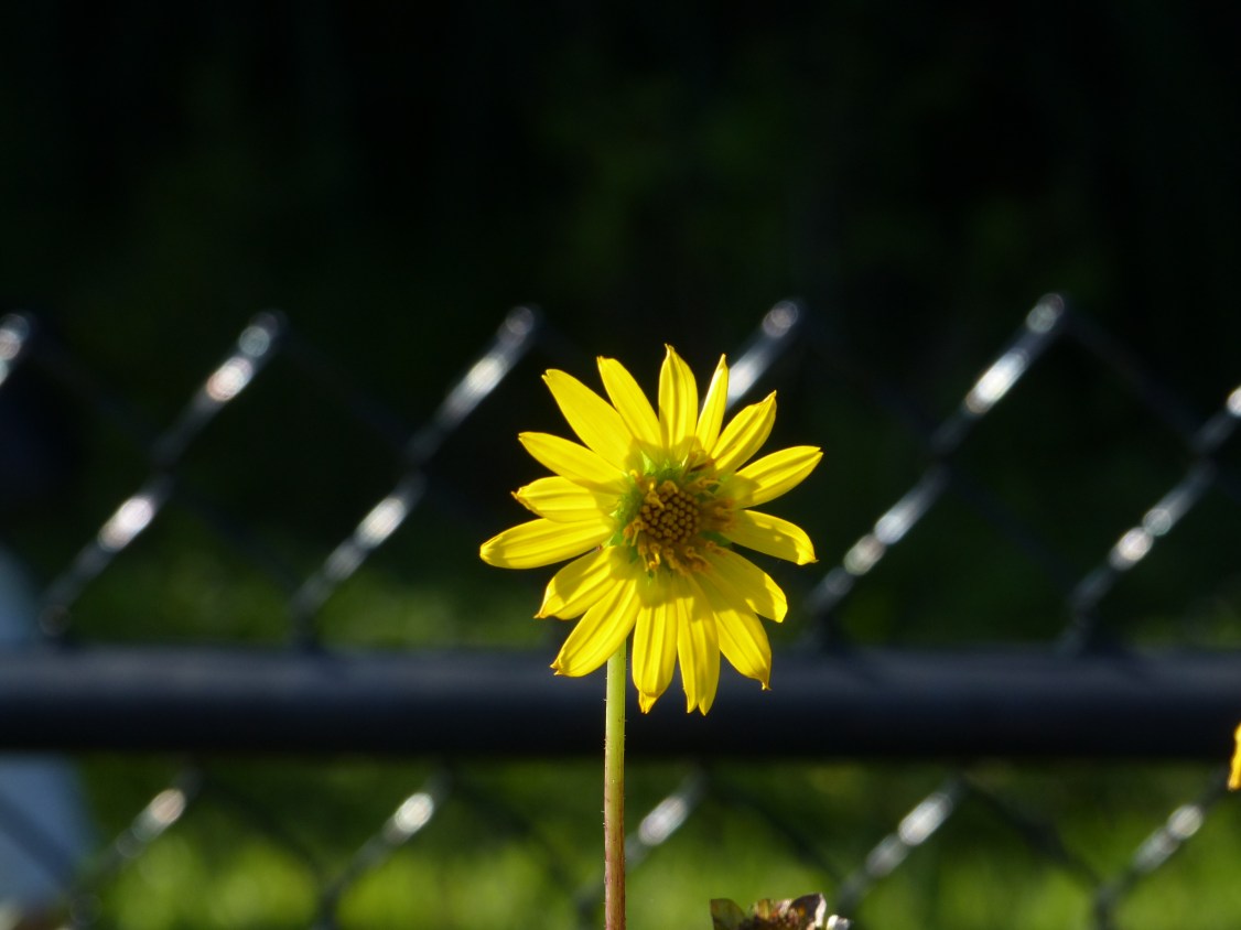 silphium