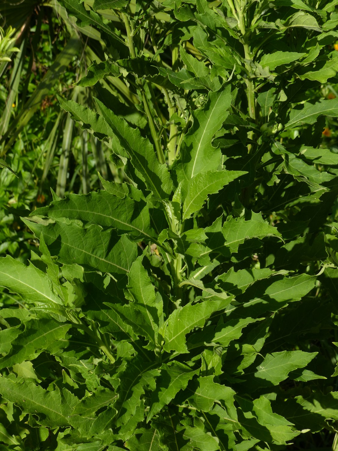 verbesina