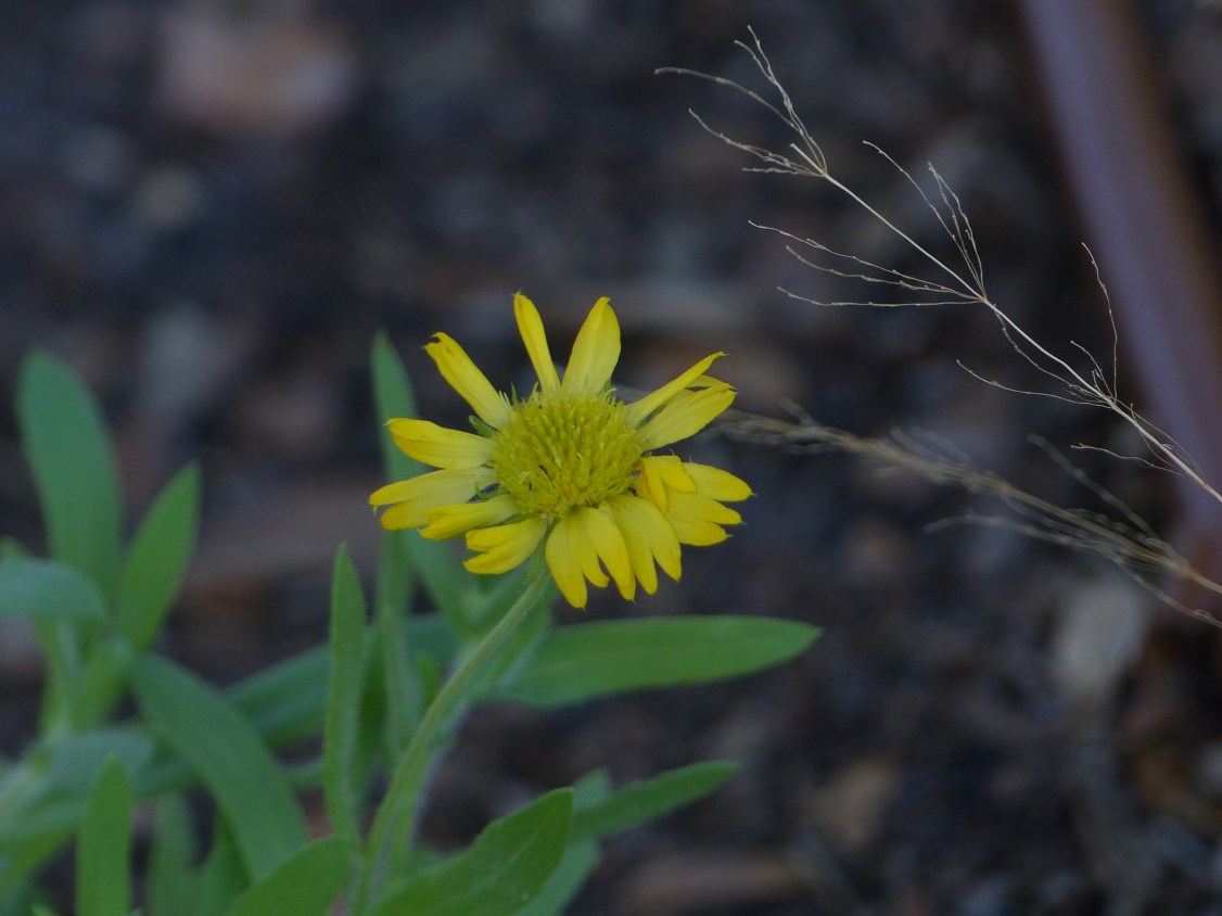 yellow gaillardia2