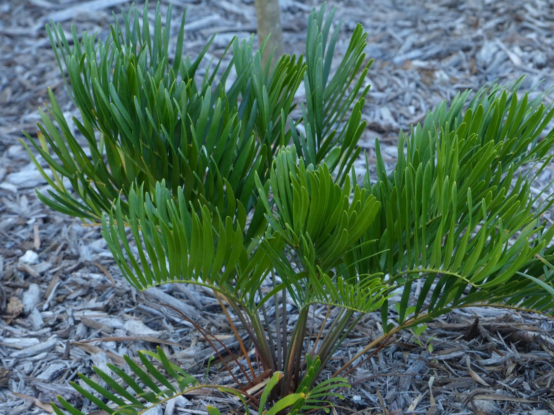 zamia floridana
