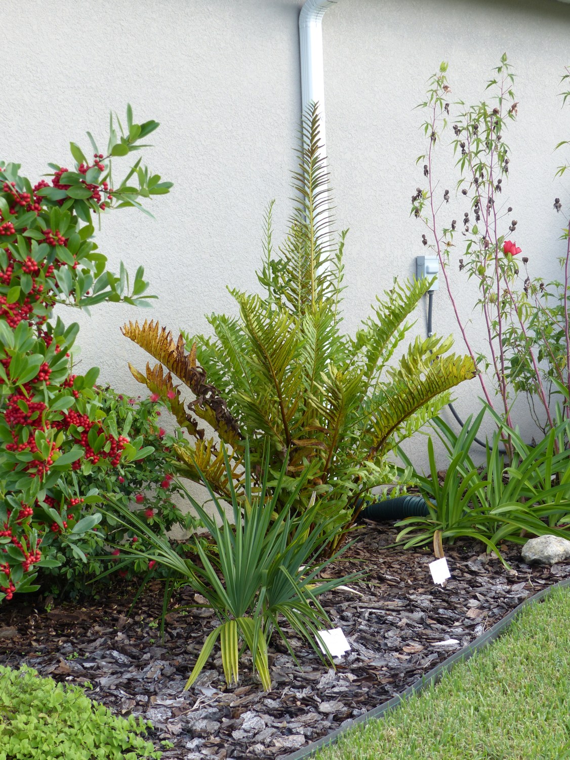 acrosthichum &amp;n hibisucs @ downspout