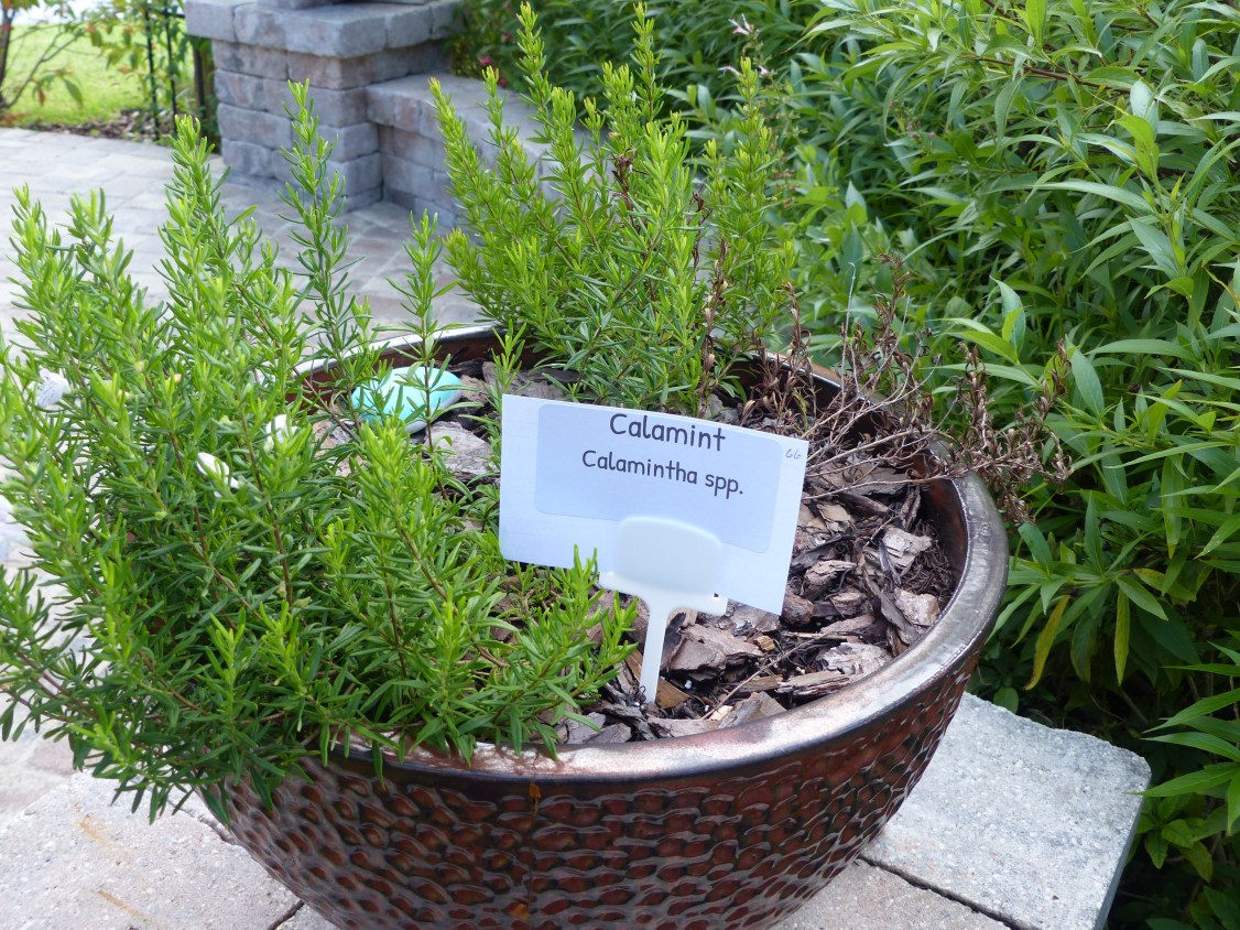 calamintha