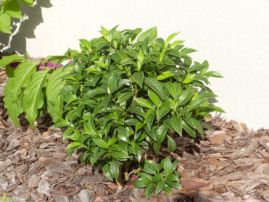 callicrpa &amp; psychotris