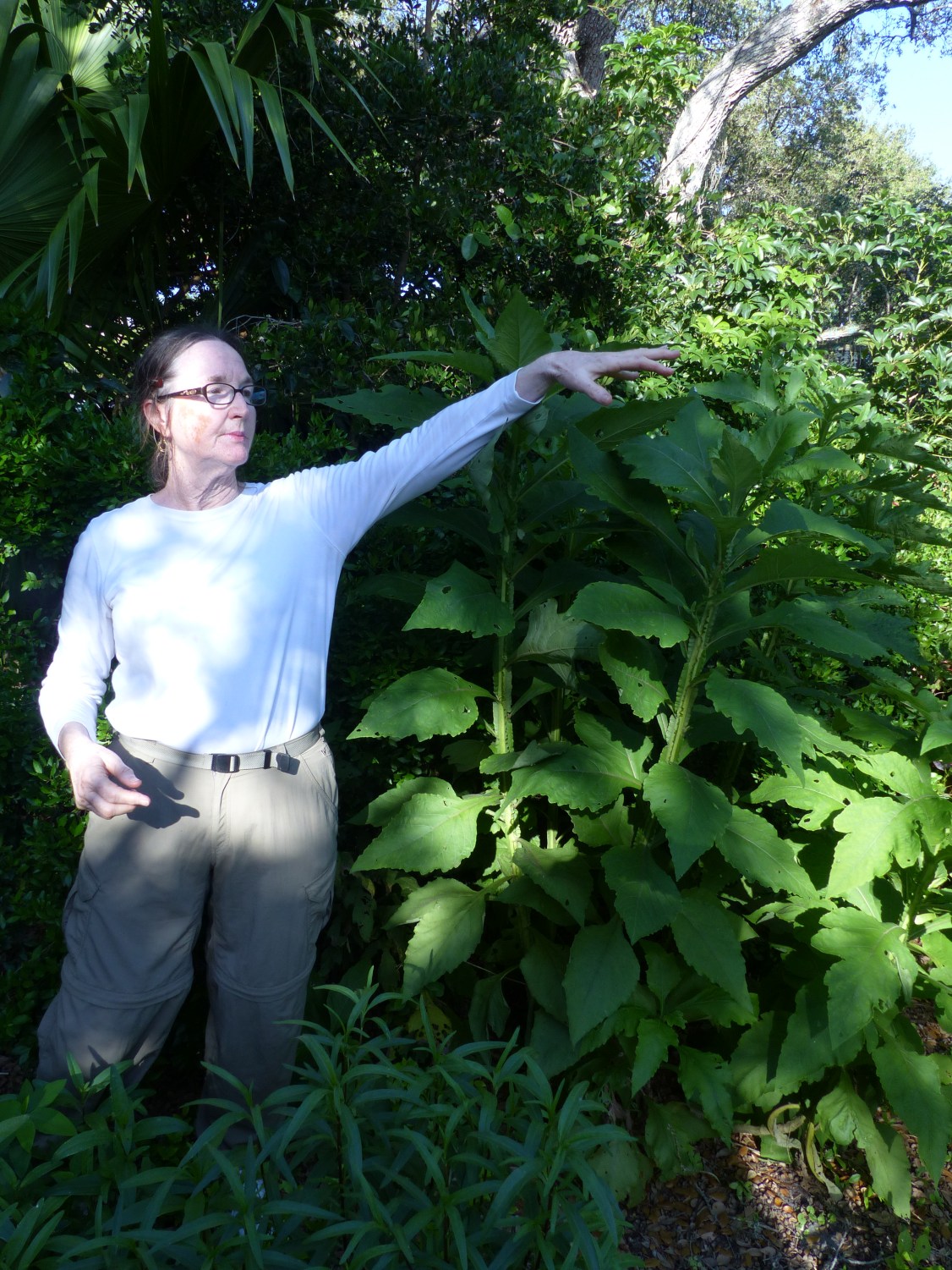 carol thomas & verbesina