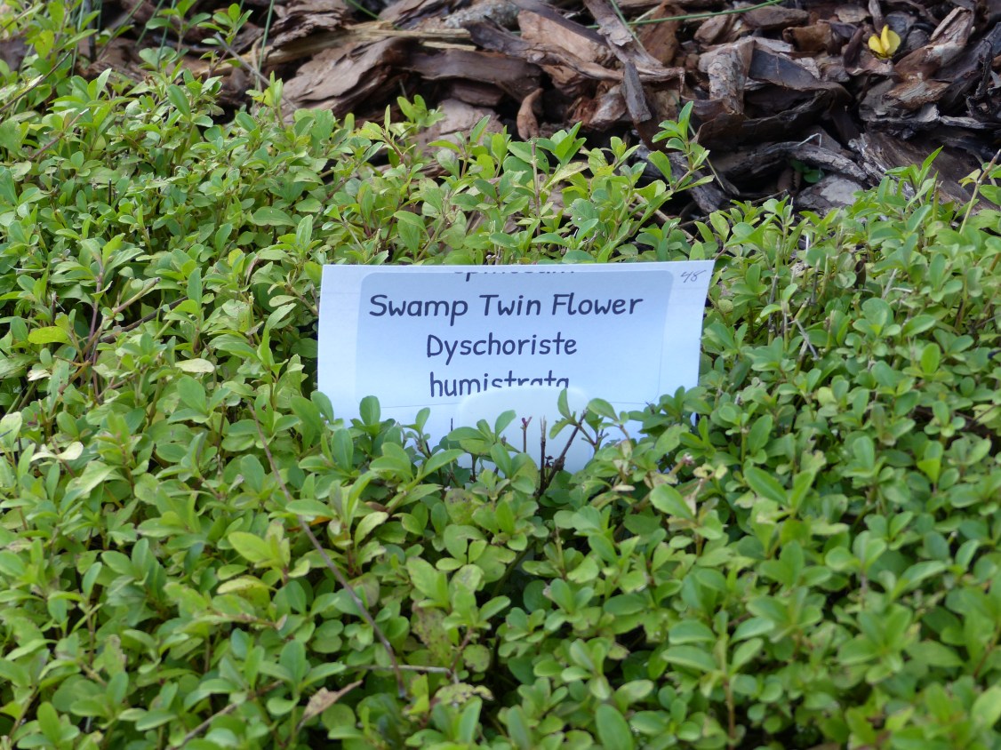 dyschoriste humistrata