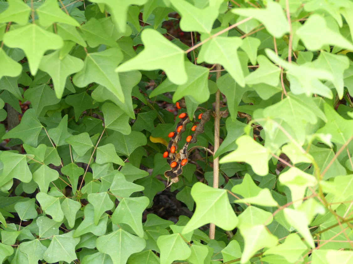 erythrina herbacea