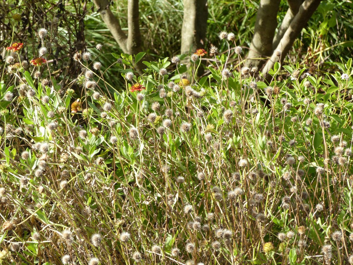 gaillardia seedheads2