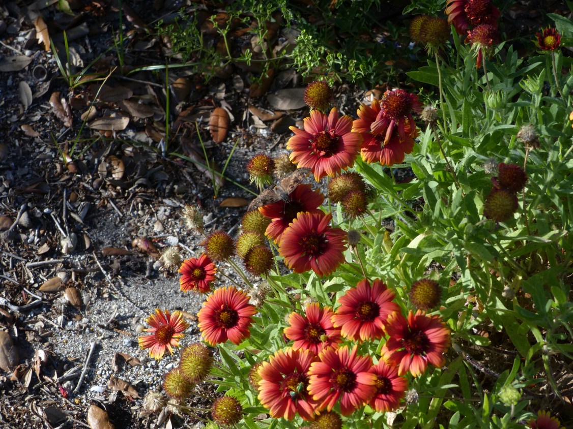 gaillardia