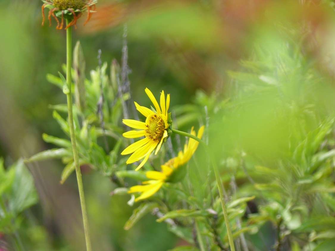 helianthus carnosus