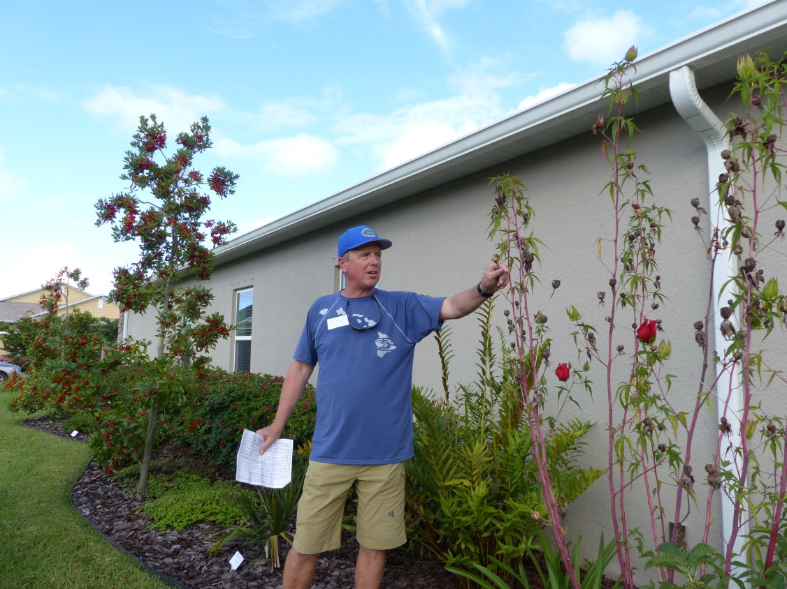 hiniscus coccineus &amp; terry greene