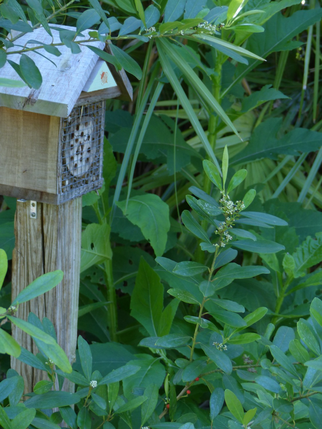 ilex cassine & bee house