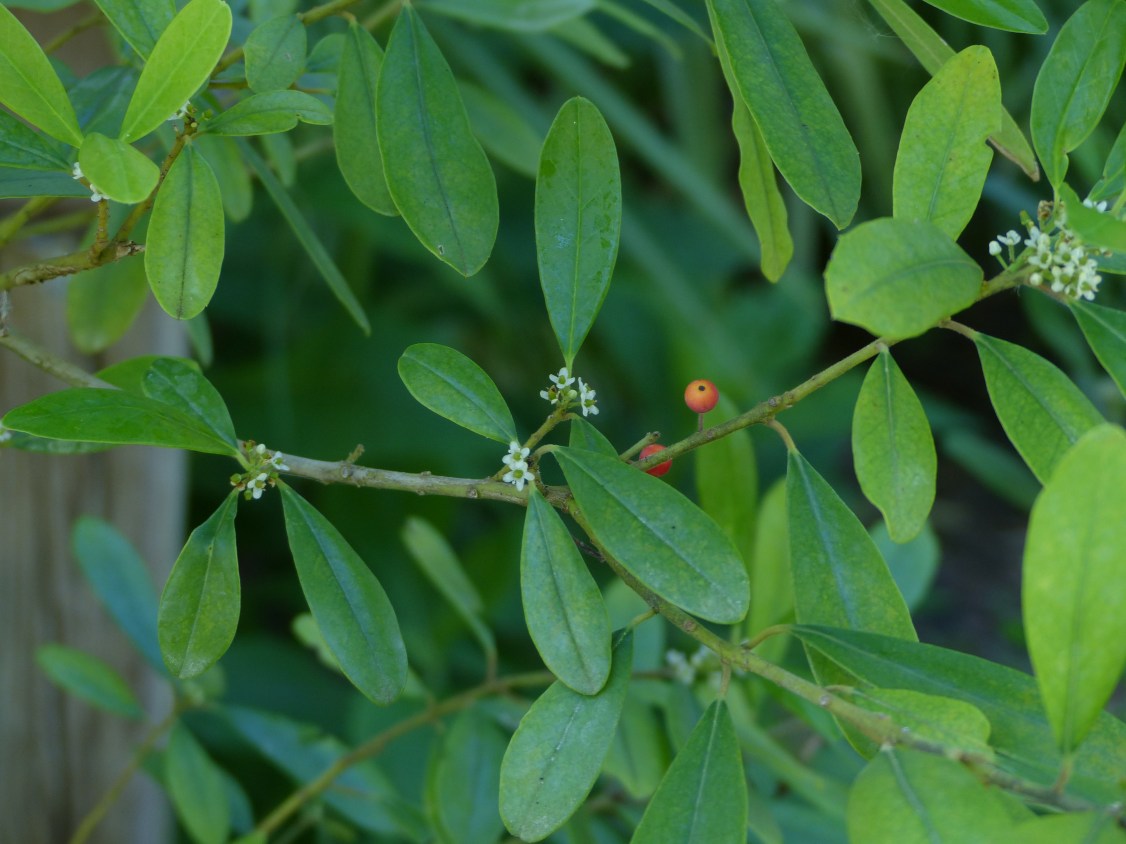 ilex cassine - berry