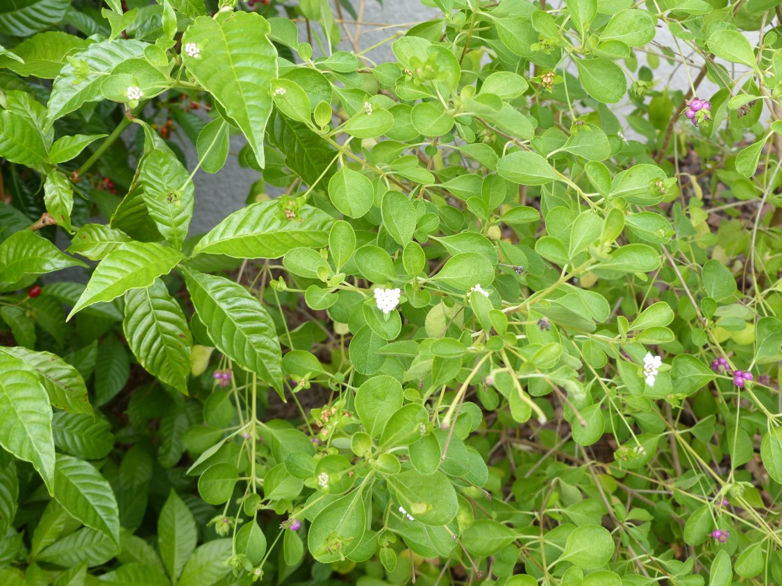 lantana involucrata &amp; psycjhotria