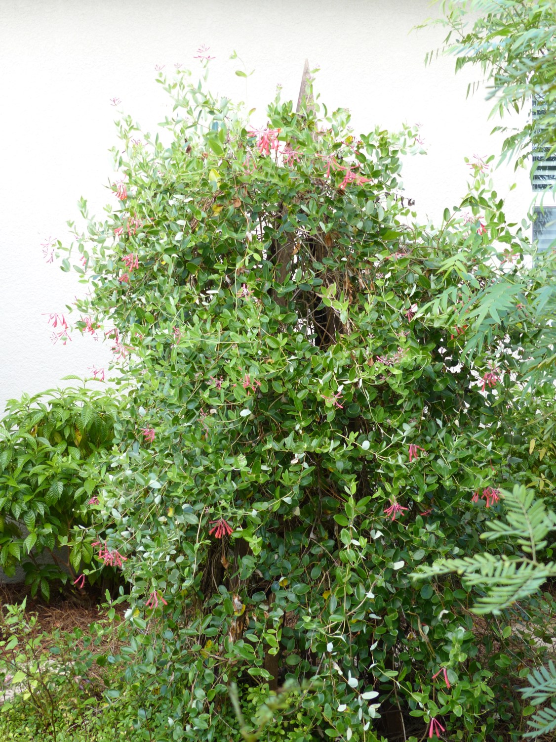 lonicera sempervirens