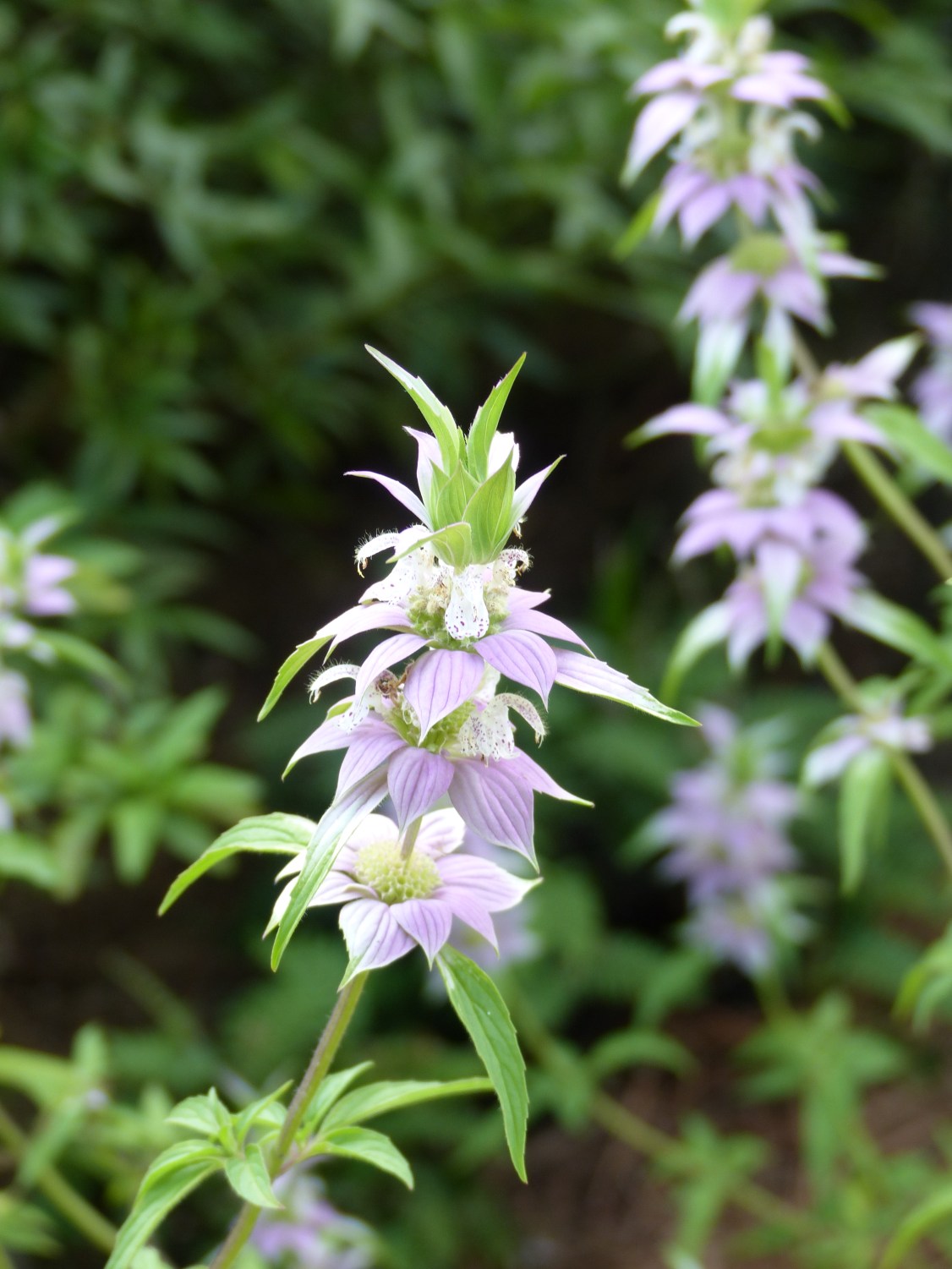monarda punctata
