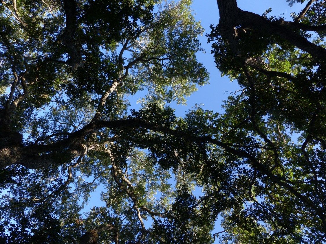 oak canopy2