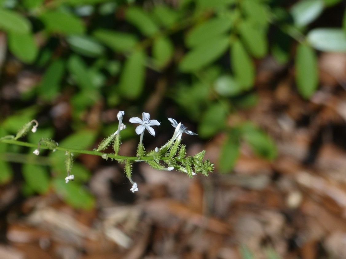 plumbago - native