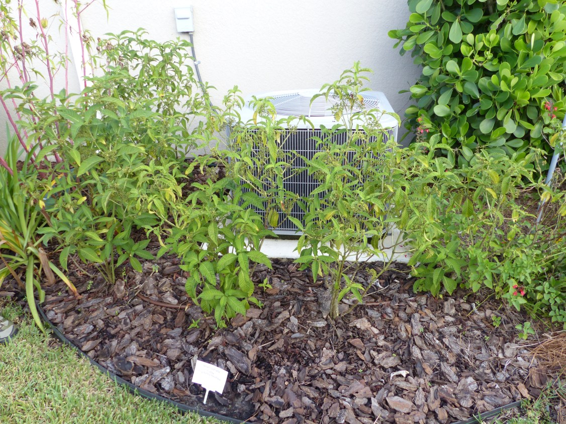 psychotria tenuifolia &amp; ac