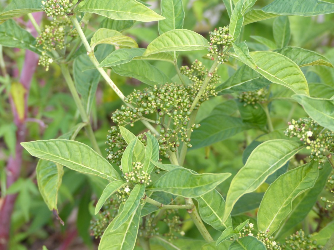 psychotria tenuifolia4