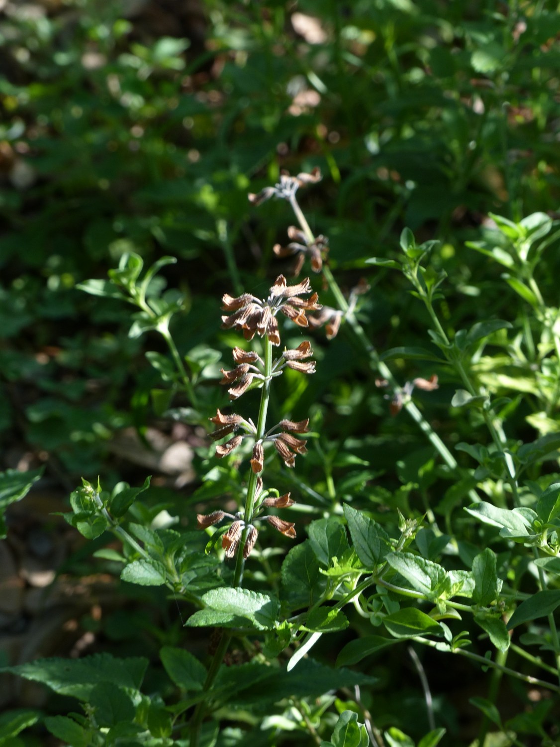 salvia coccinea seed heads