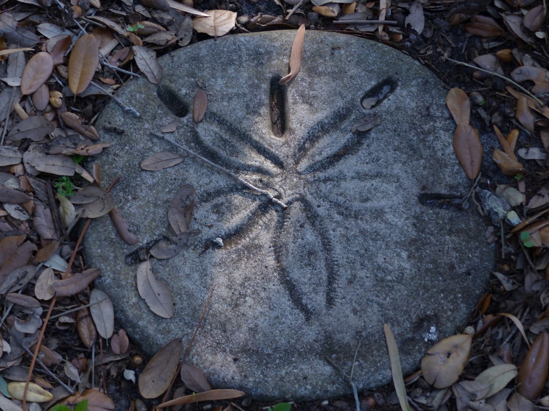 sand dollar steppomg styone