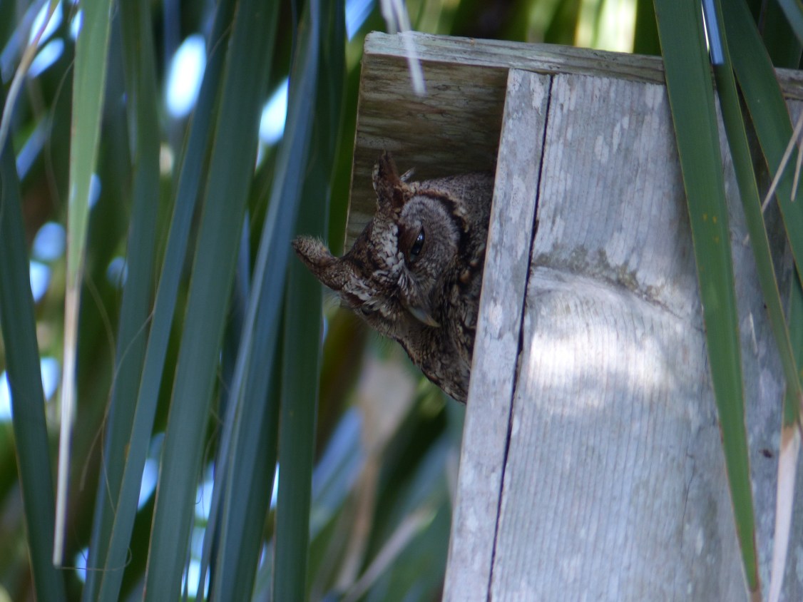 screech owl2