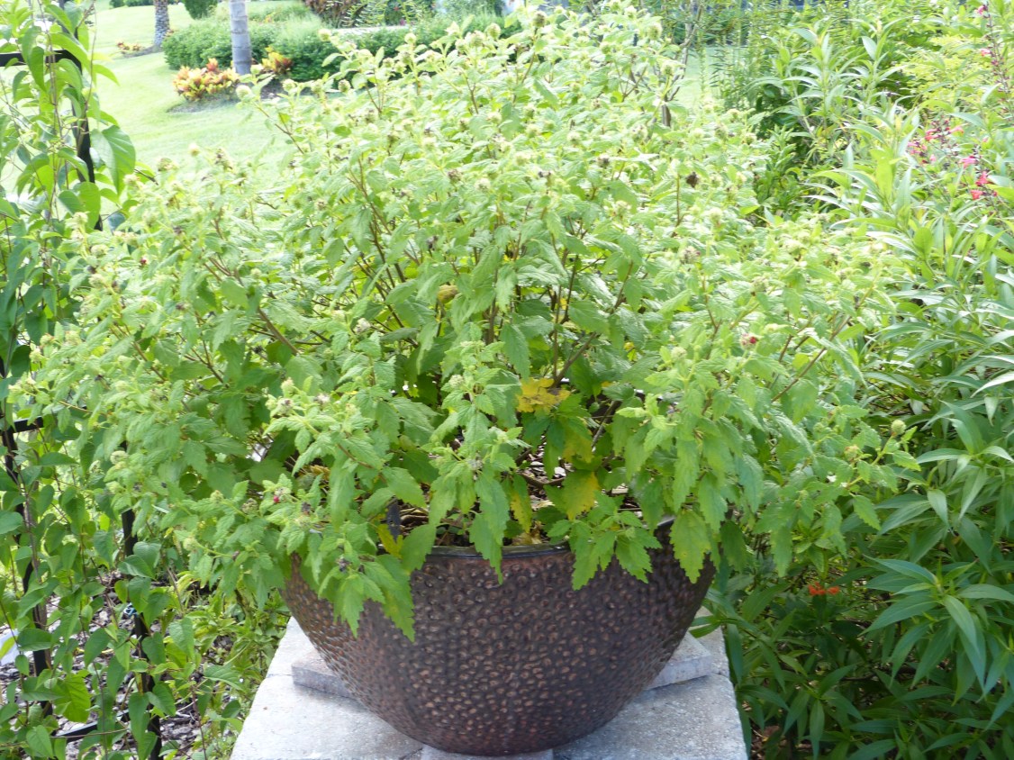 Varronia globosa in ot