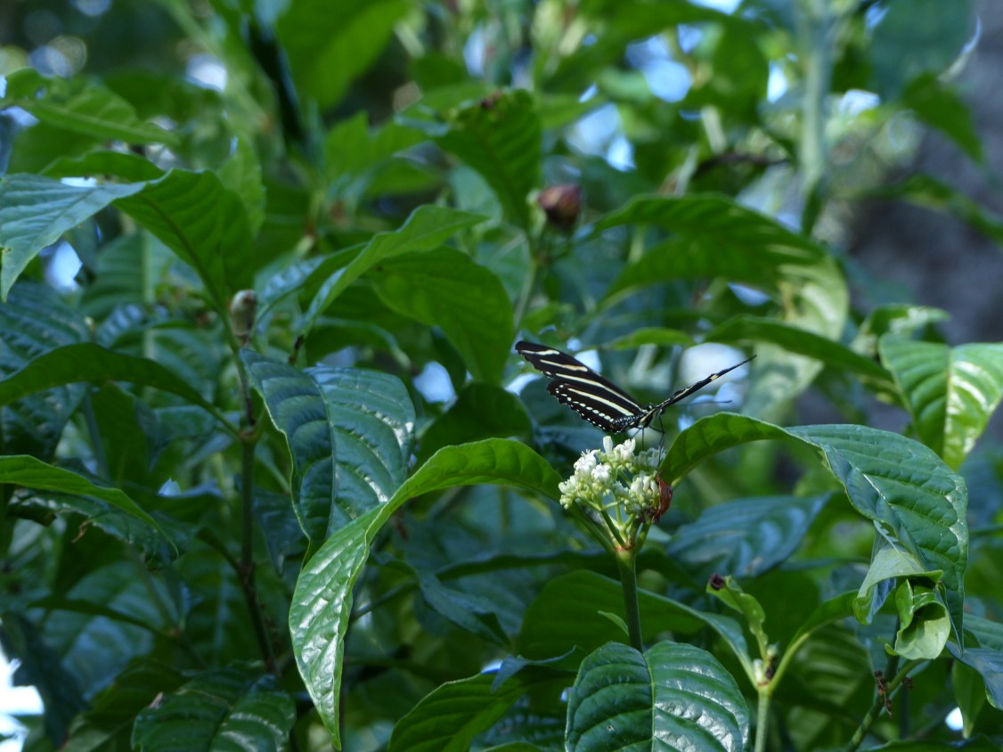 zebra longwing on psychotria